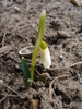 Snowdrop (2011, February 16)