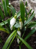 Snowdrops (2011, February 16)