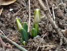 Snowdrops (2011, February 16)