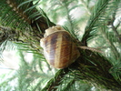 Garden Snail_Melc (2010, June 01)