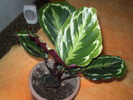 calathea