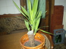 yucca