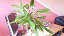 dracaena