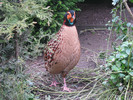 tragopan cabot