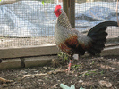 grey junglefowl 03