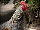 grey junglefowl 05