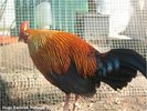 ceylon junglefowl 03