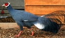 blue eared (hoki bleu)