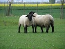 berbeci suffolk