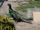 green (versicolore).