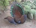 mountain peacock