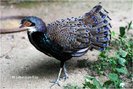 bornean peacock pheasant