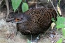 bornean peacock pheasant -