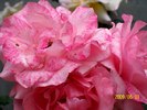 Trandafir roz 2