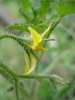 Tomato Yellow Pear (2010, June 24)