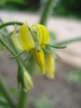 Tomato Yellow Pear (2010, June 24)