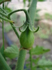 Tomato Yellow Pear (2010, July 04)