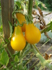 Tomato Yellow Pear (2010, Aug.08)
