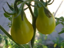 Tomato Yellow Pear (2010, Aug.24)