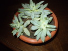 echeveria