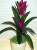 s-guzmania-purple