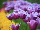 lalele_mov_tulips-t2