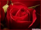 Trandafir_iubit