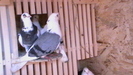 IMGA0862