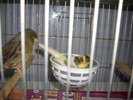 canari  2011 001