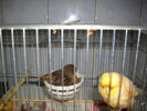 canari  2011 003