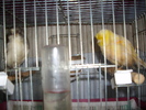 canari  2011 009