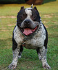 pitbull