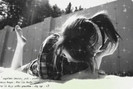 31215858_ADGEJAKKU