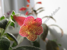 Kohleria Hanna Roberts 12