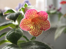 Kohleria Hanna Roberts 13