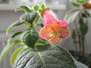 Kohleria Hanna Roberts 14