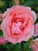 Rose Pleasure (2010, June 30)