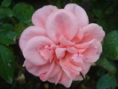 Rose Pleasure (2010, September 26)