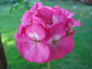 Orbit geranium Violet, 28aug2010