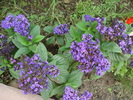 Garden Heliotrope (2010, July 02)