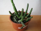 Huernia volkartii