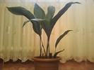 aspidistra elatior-de la Dianadia