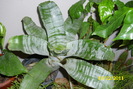 aechmea fasciata