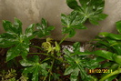 fatsia japonica
