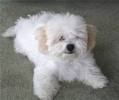 bichon