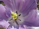 14321722_HLARICUPB