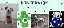 dalmatian34