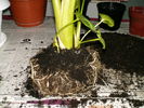 a doua planta..