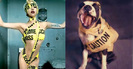 lady-gaga-caution-dog