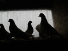 DSCN0287